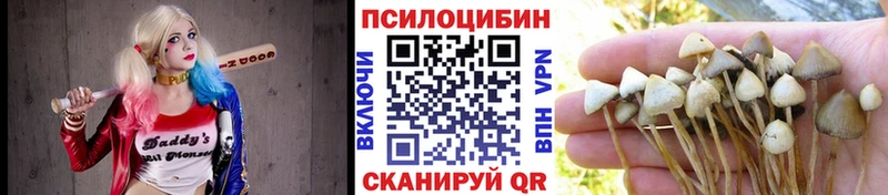 купить наркотики цена  Кяхта  kraken зеркало  Псилоцибиновые грибы Psilocybe 
